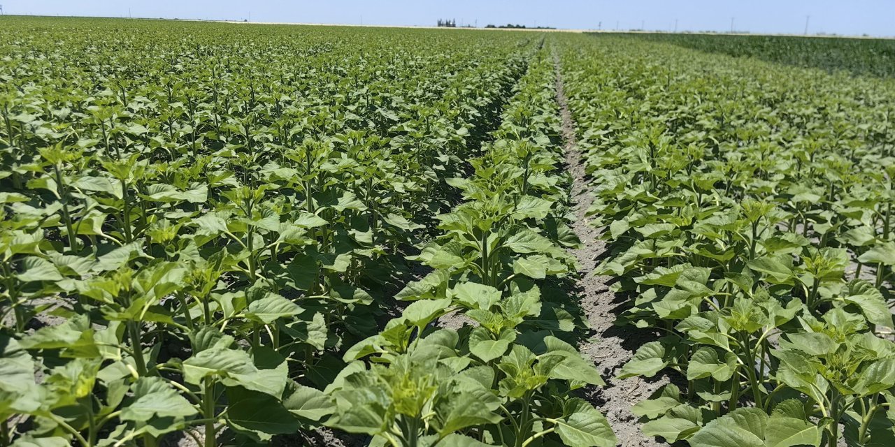 Konya’daki bu arazide Türk tarımının devrimi yeşeriyor