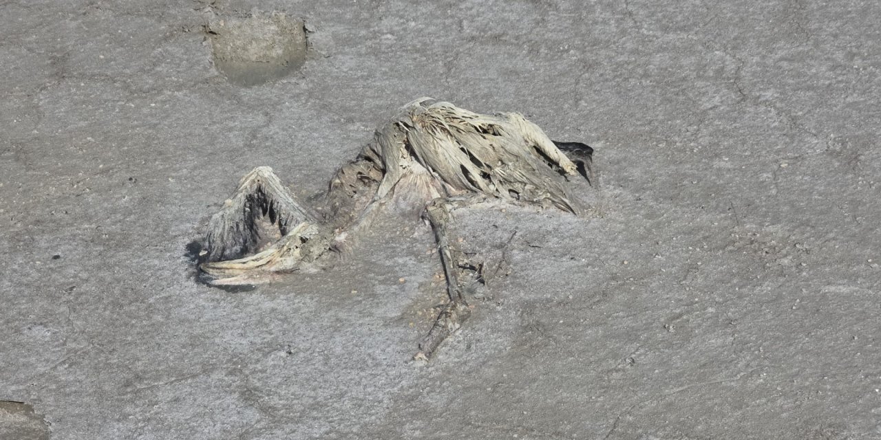 Konya’nın flamingo cennetinden acı haber