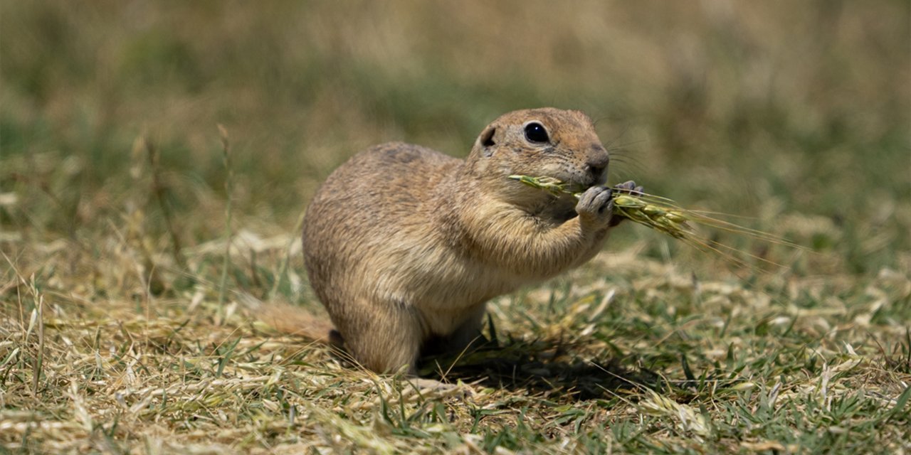 Toprağın verimliliğine katkı sağlayan gelengiler ortaya çıktı