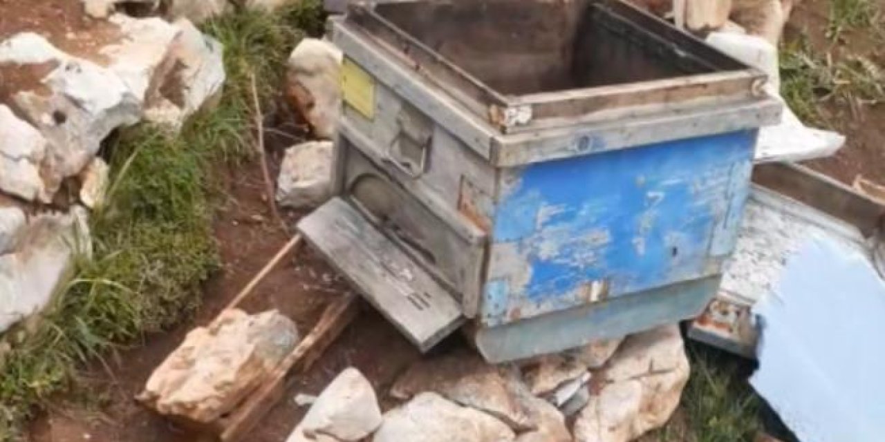 Konya’da aç kalan ayılar arı kovanlarına zarar verdi