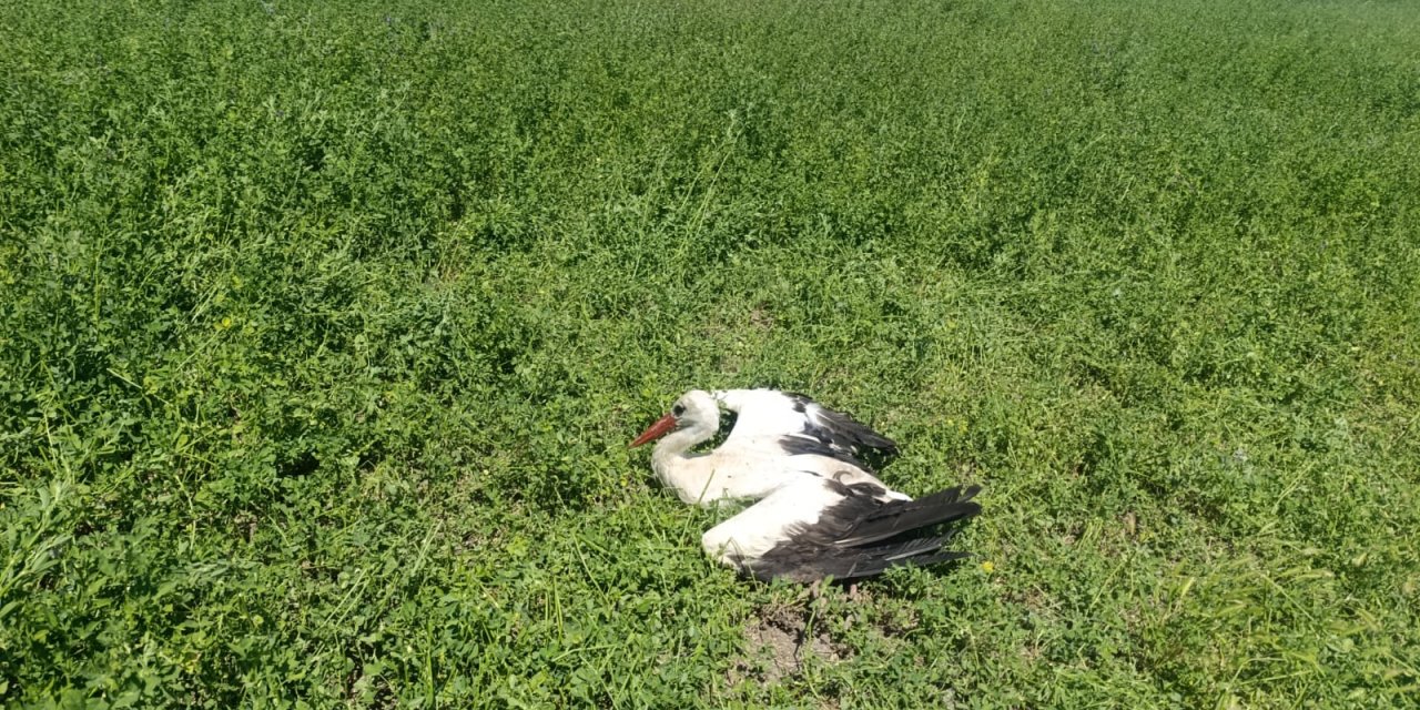 Konyalı çiftçiden can kurtaran müdahale