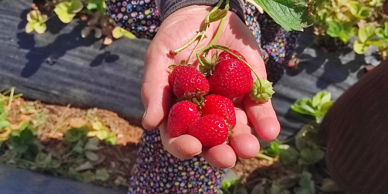 Konya’nın kırmızı altını için büyük adım