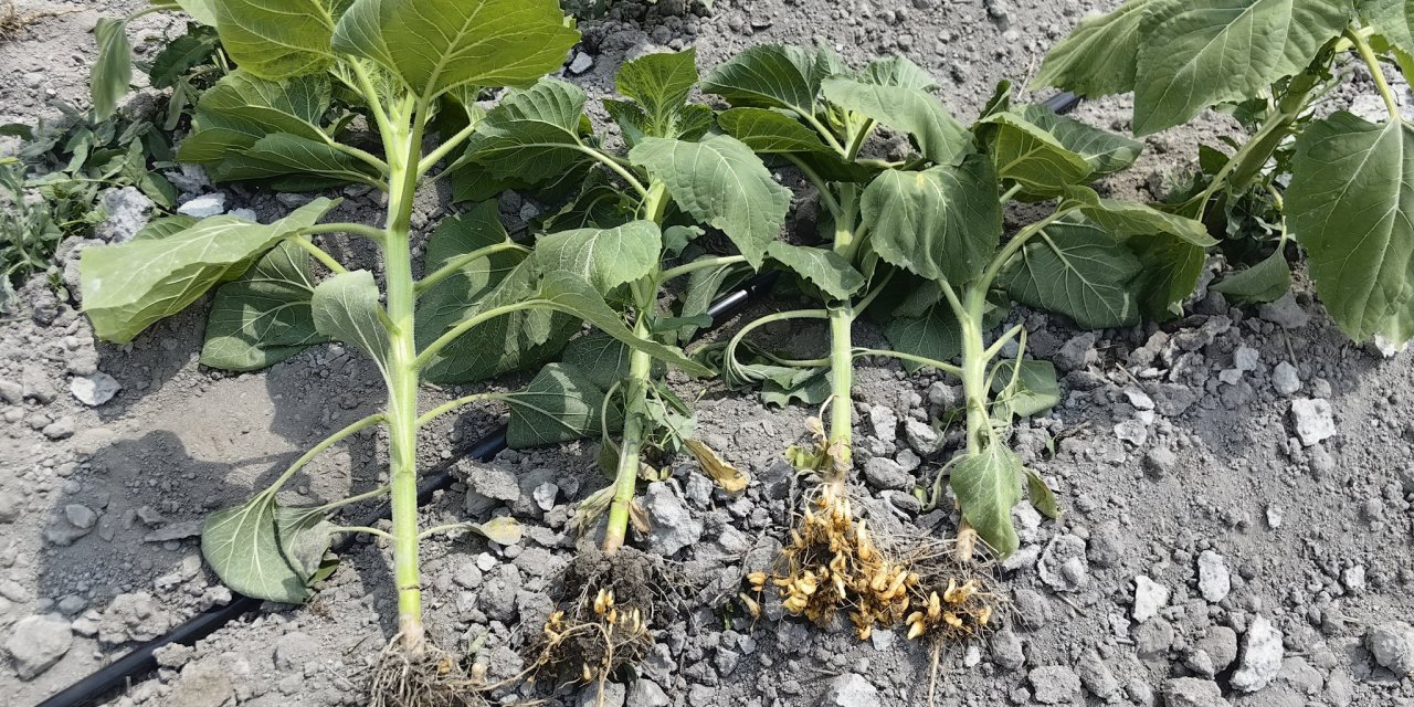 Konya’da ayçiçeği üreticisinin canavar kabusu yine ortaya çıktı