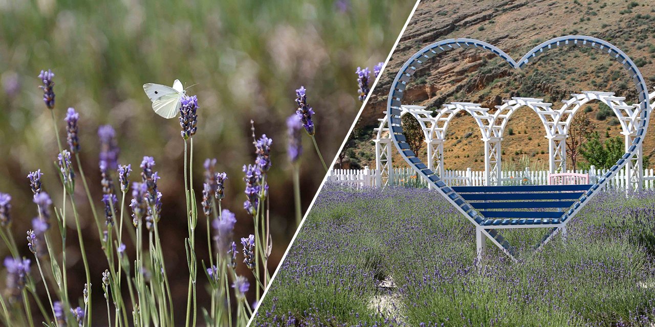 Renkleriyle büyülüyor, kokusuyla dinlendiriyor! Meram’da beklenen an geldi