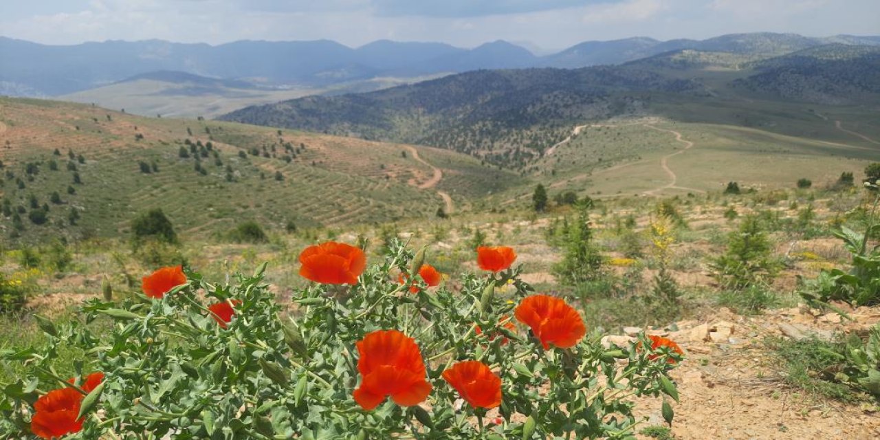 Konya’nın 2 bin rakımlı yaylası için koruma bekleniyor