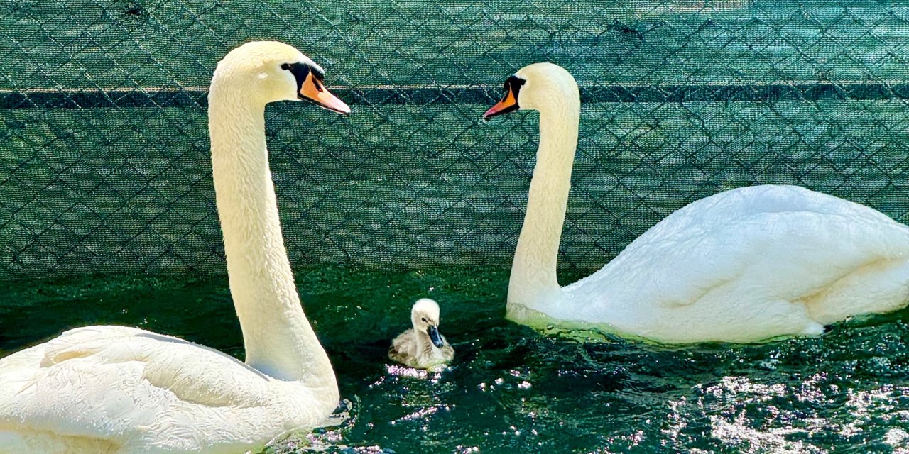 Kuğulu Park’ta 15 yıl sonra bir ilk gerçekleşti