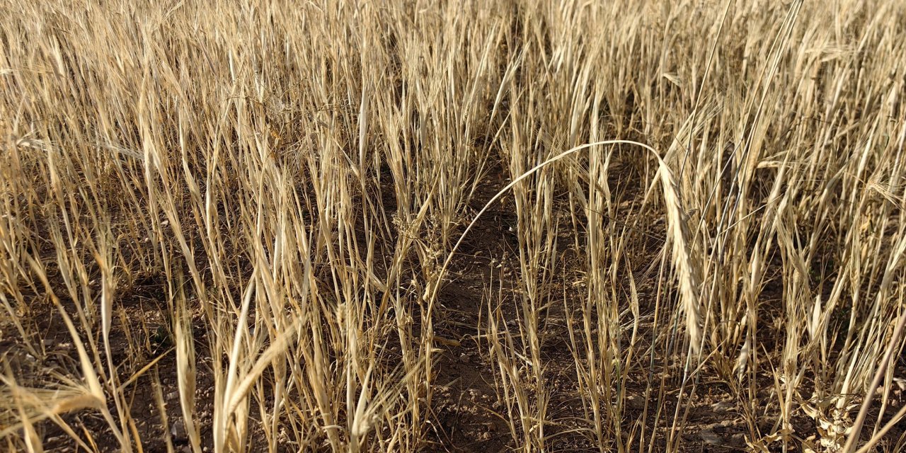 Konya Ovası için tehlike çanları resmen çaldı