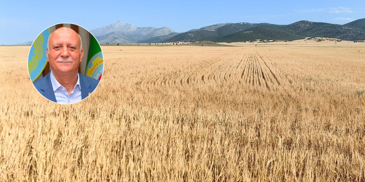 Konya'da arpa hasadı beklenen tarlada hayvanlar otluyor