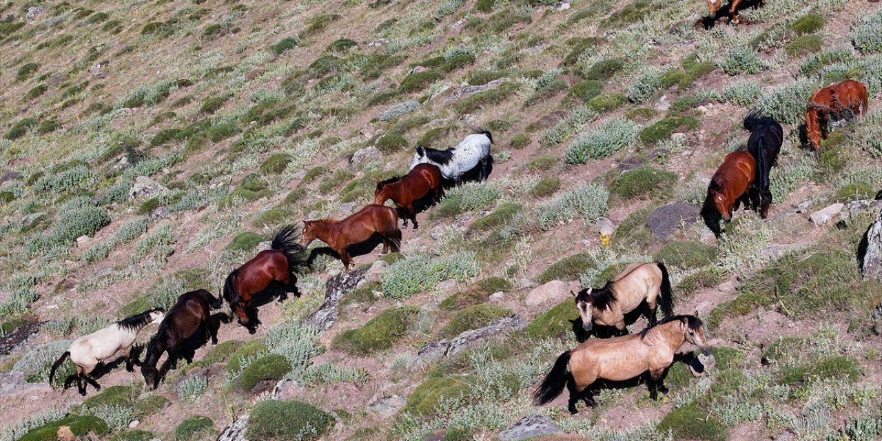 Konya Ovası’na bakan zirvede yılkı atlarıyla büyüleyici manzara