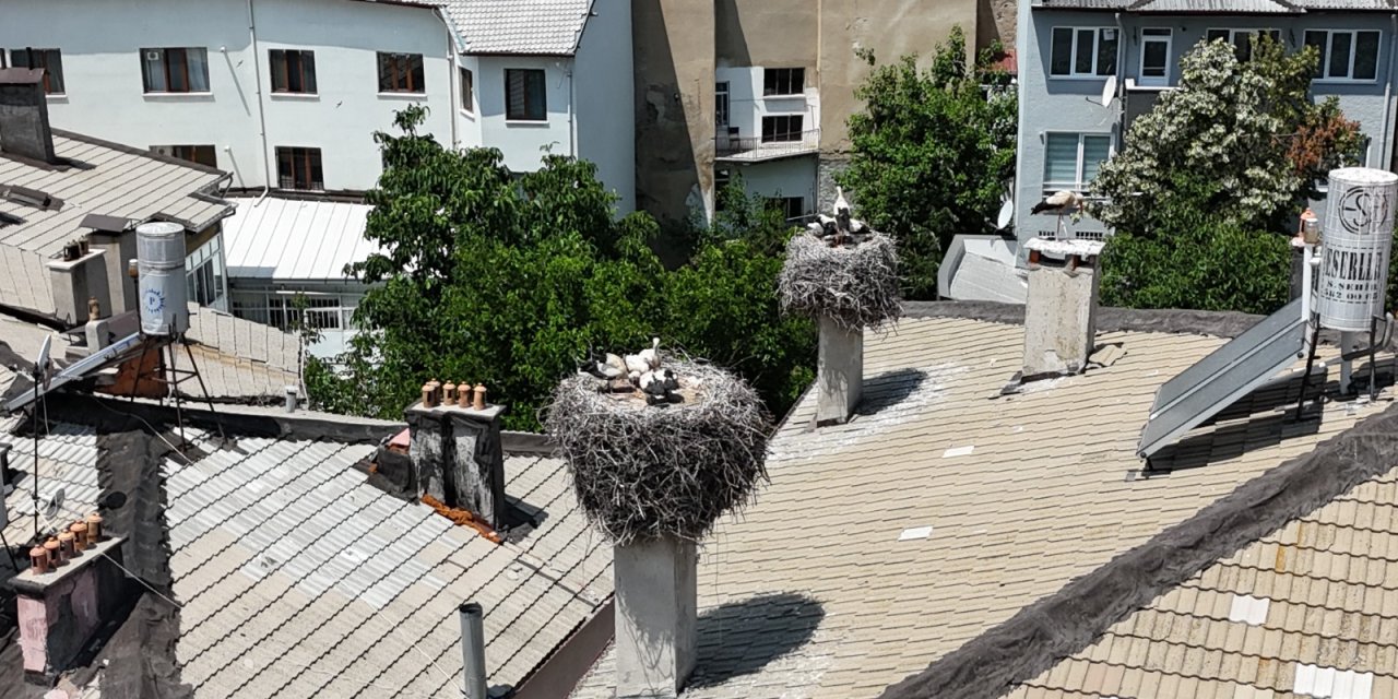 Konya’da aynı çatıyı paylaşan leylek ailelerine 8 yeni üye geldi