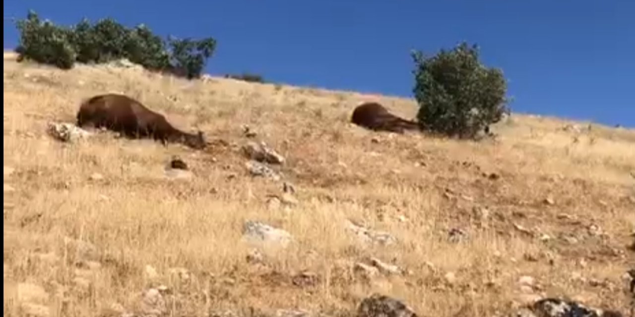 Yaban atları silahla öldürülmüş halde bulundu