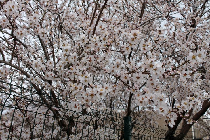 Badem, kayısı ve erik ağaçları çiçek açtı