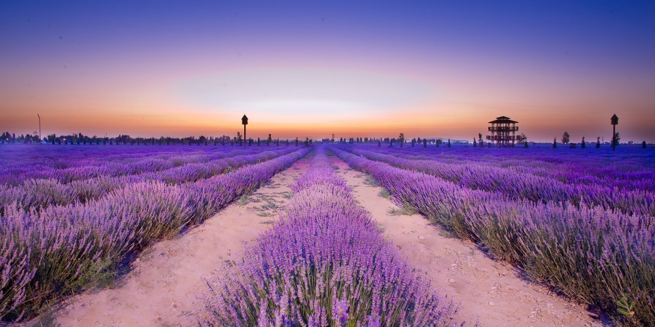 Karatay Lavanta Bahçesi 28 Haziran’da açılıyor! Nerede, ücretli mi?