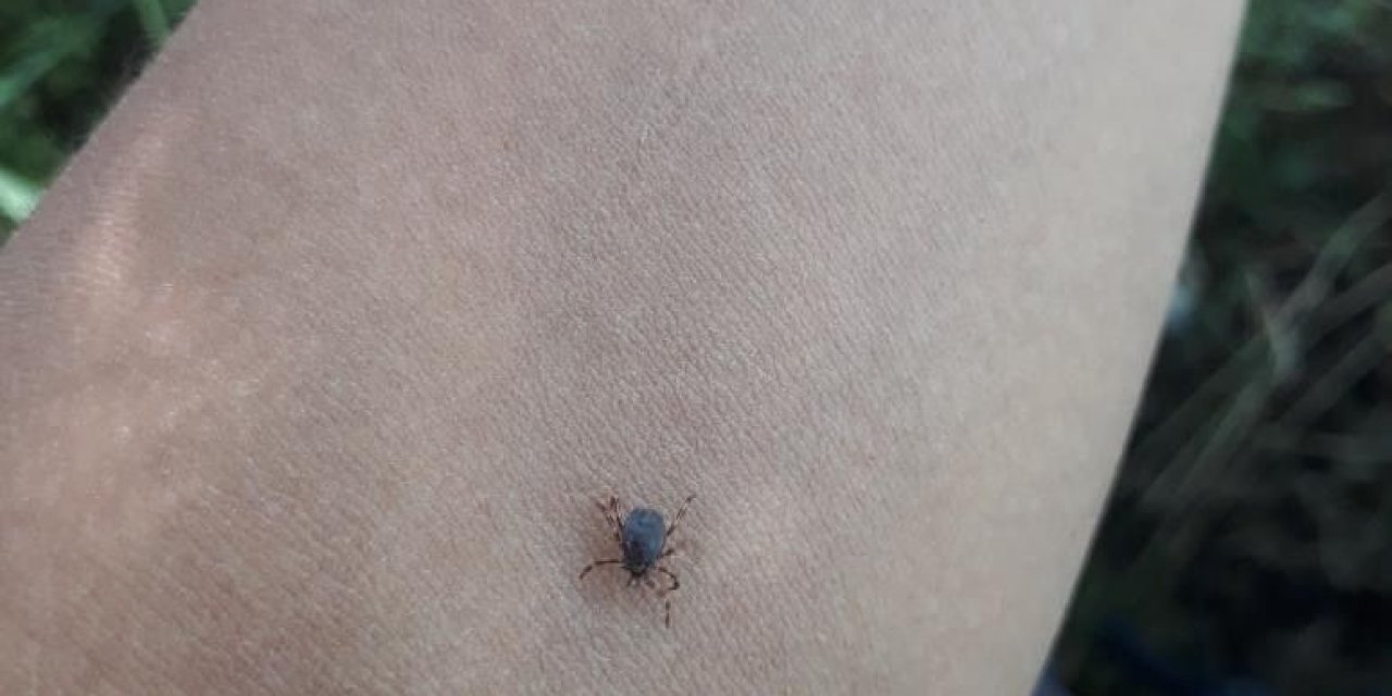 Keneyi çıkartırken yapılan bu hatalar ölümle sonuçlanabilir