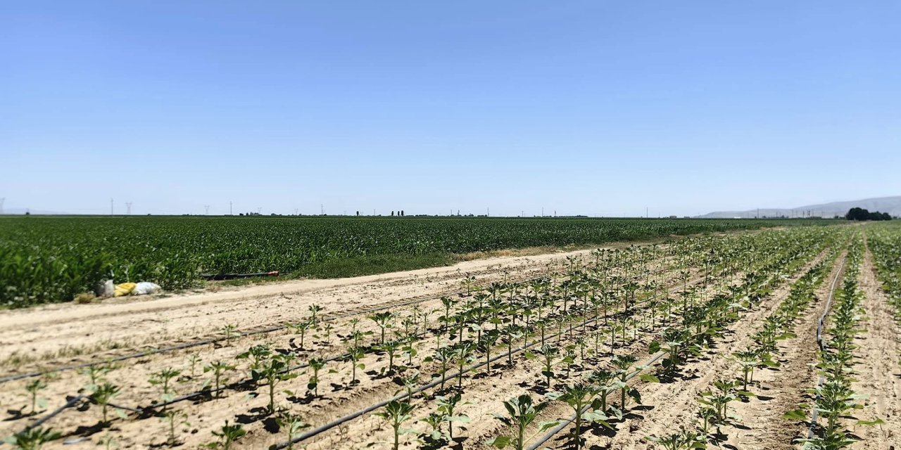 Konya’da çiftçi çiftçiden şikâyetçi