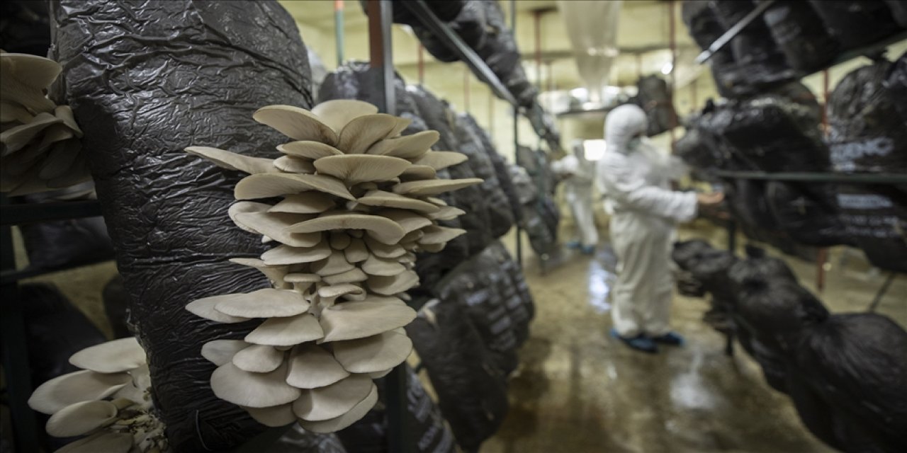 Konya’nın mantar üretimindeki sıralaması belli oldu