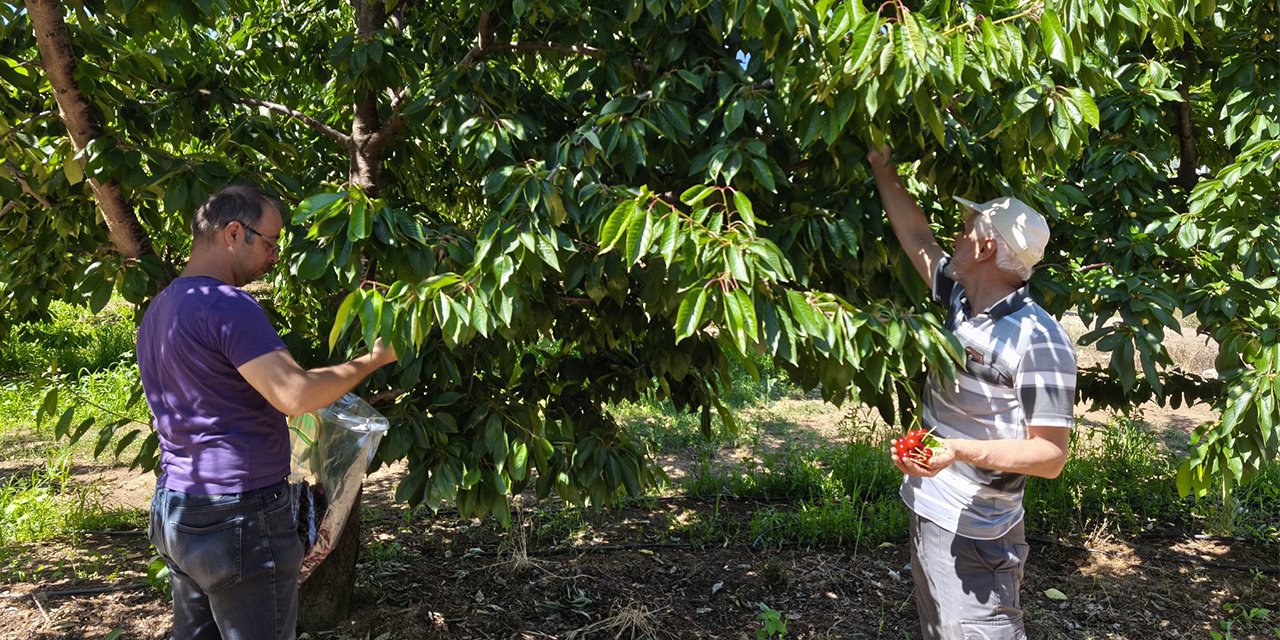 Konya’da üreticinin hüsran yılı! 2 tondan, 40 kiloya düştü