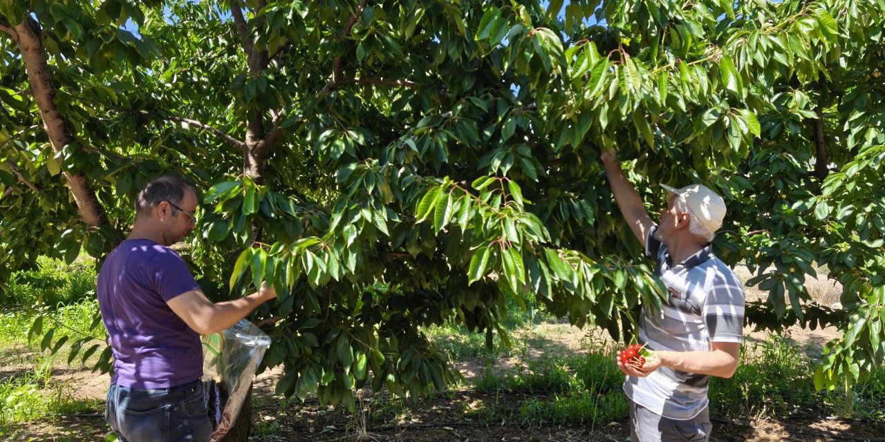 Konya’da dalından sofraya güvenli kiraz için denetim