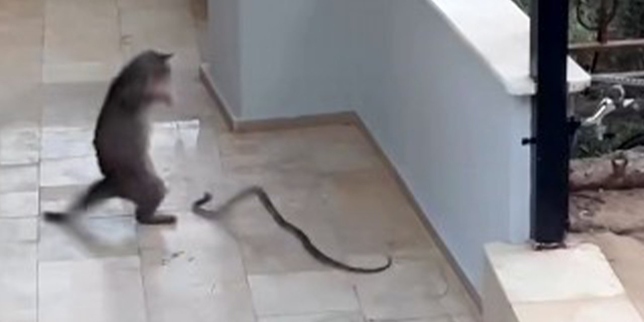 Yılana kafa tutan kedi mücadeleyi kazandı! O anlar kamerada
