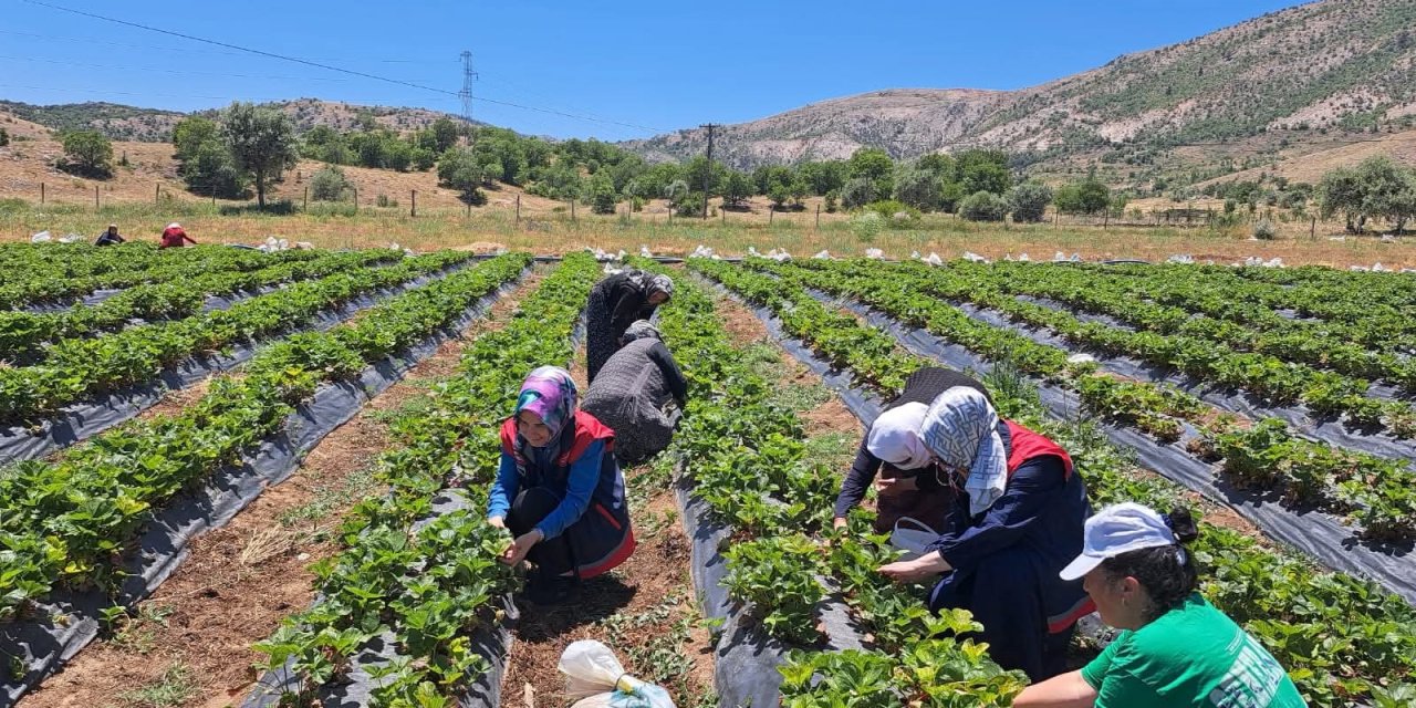 Konya'da kadın çiftçiler destekleniyor, ekonomik refah artıyor