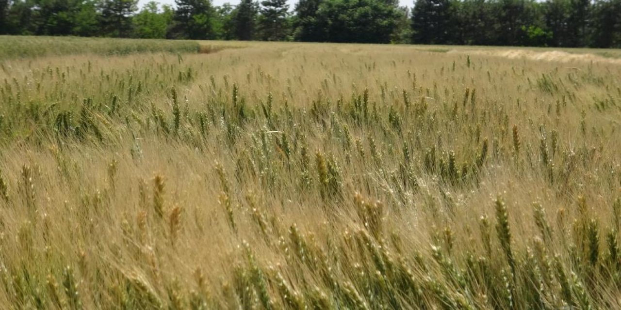 Konya’da üretiliyor, ülkenin dört bir yanında toprağa düşüyor
