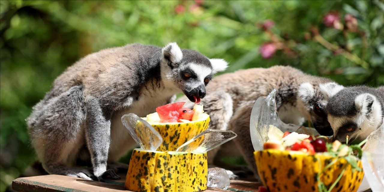 Çoğu insanı kıskandıracak hizmet! Özel buzlu kokteyllerle serinliyorlar