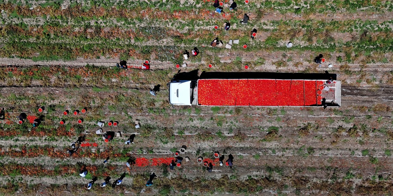 Domatesin tarlada kilosu 3 lira, maliyeti 40 bin lira