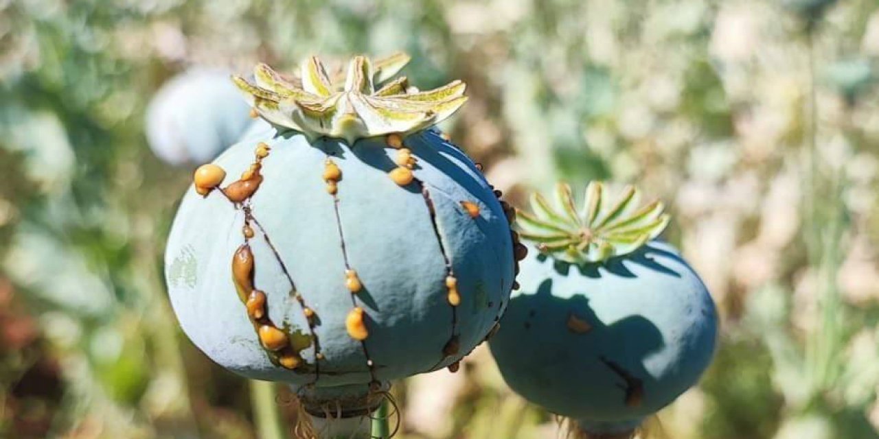 Bahçesinde zehir yetiştiriyordu, Konya Jandarması baskın yaptı