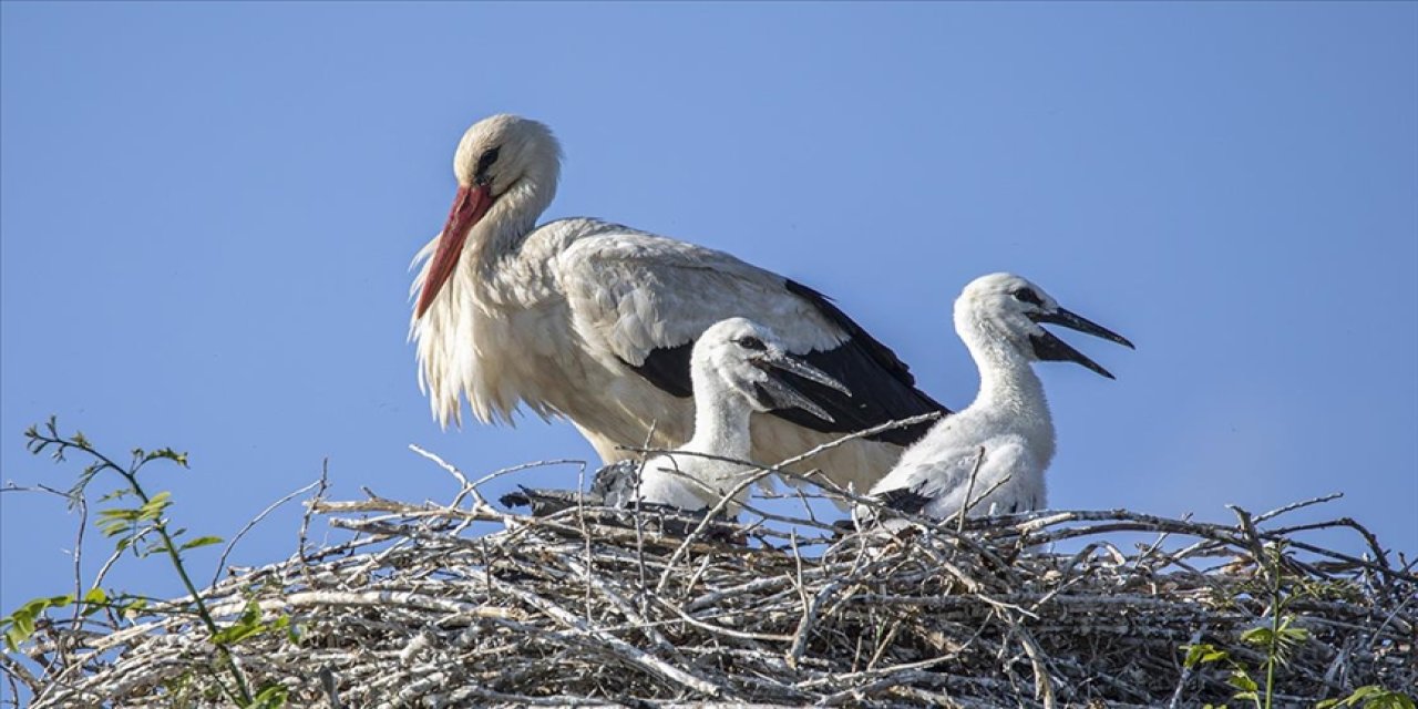 Veda vakti yaklaşıyor! Emrah ve Selvihan’ın 4 yavrusuna isim arıyor