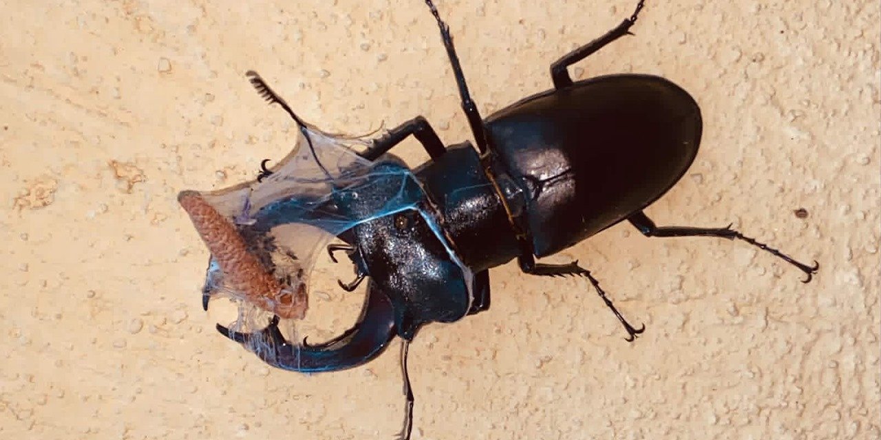 Konya’da görüldü, 100 bin dolara alıcısı var