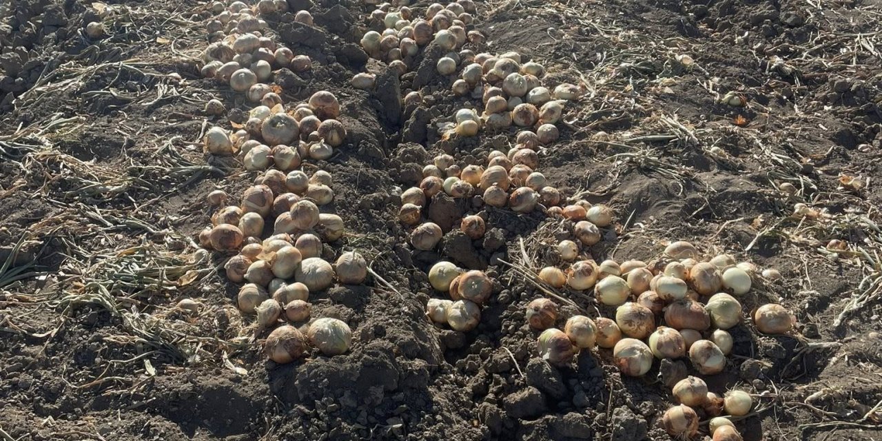Konya’da üreticiyi mutlu eden hasat
