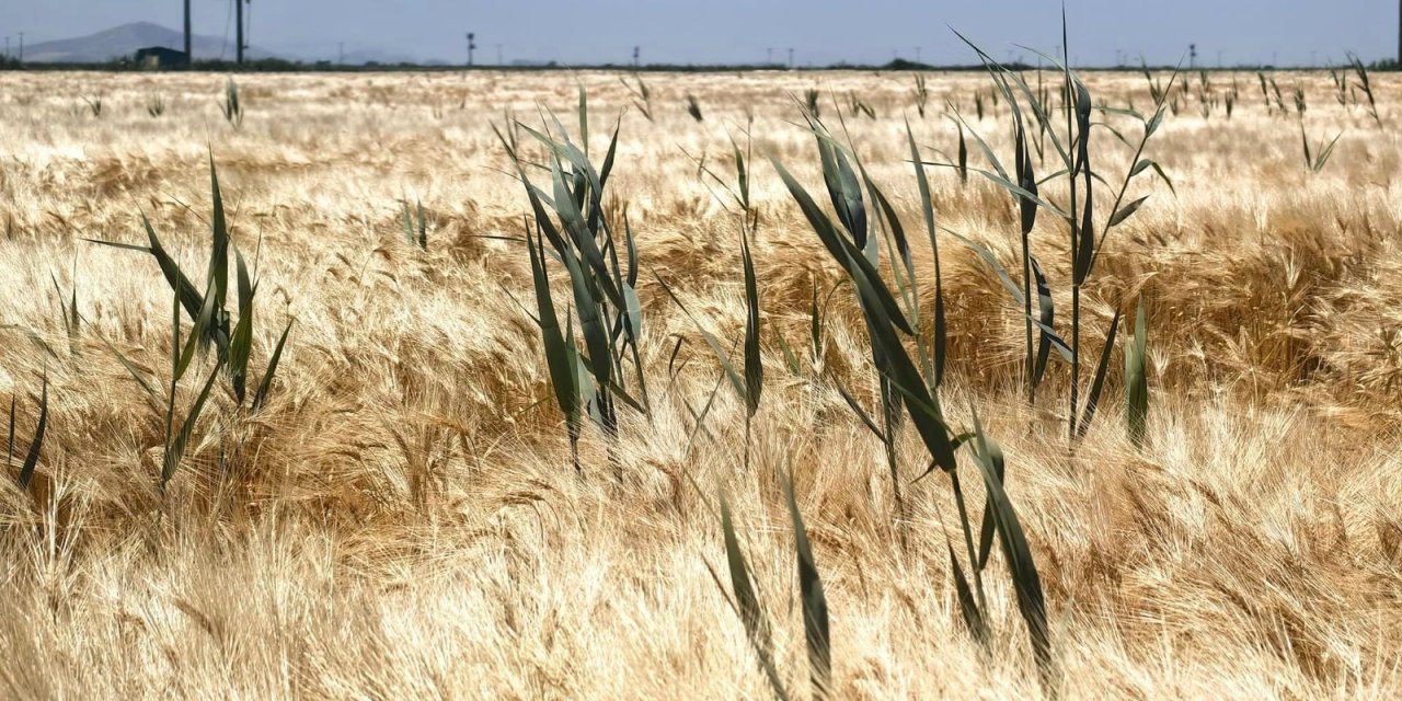 Konya’da hububata dört koldan saldırı