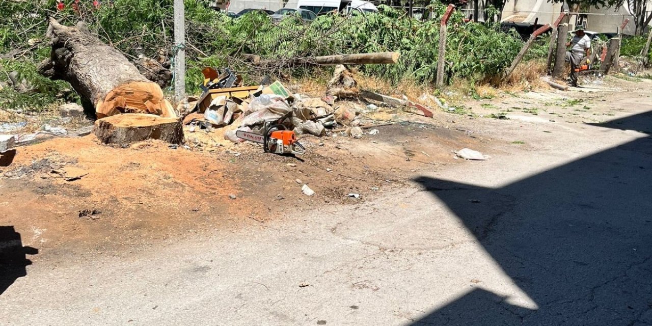 Konya’da bir belediye ağaç katliamı yaptı