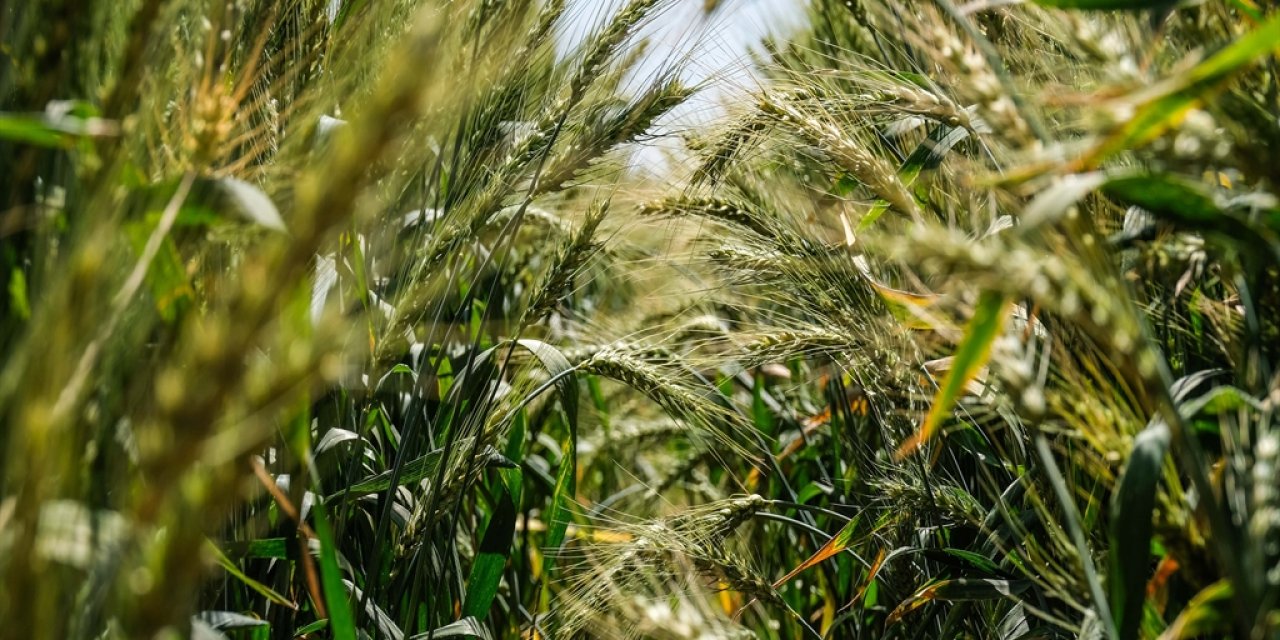 TİGEM Konya’da kuraklığa dayanıklı tohum üretiyor