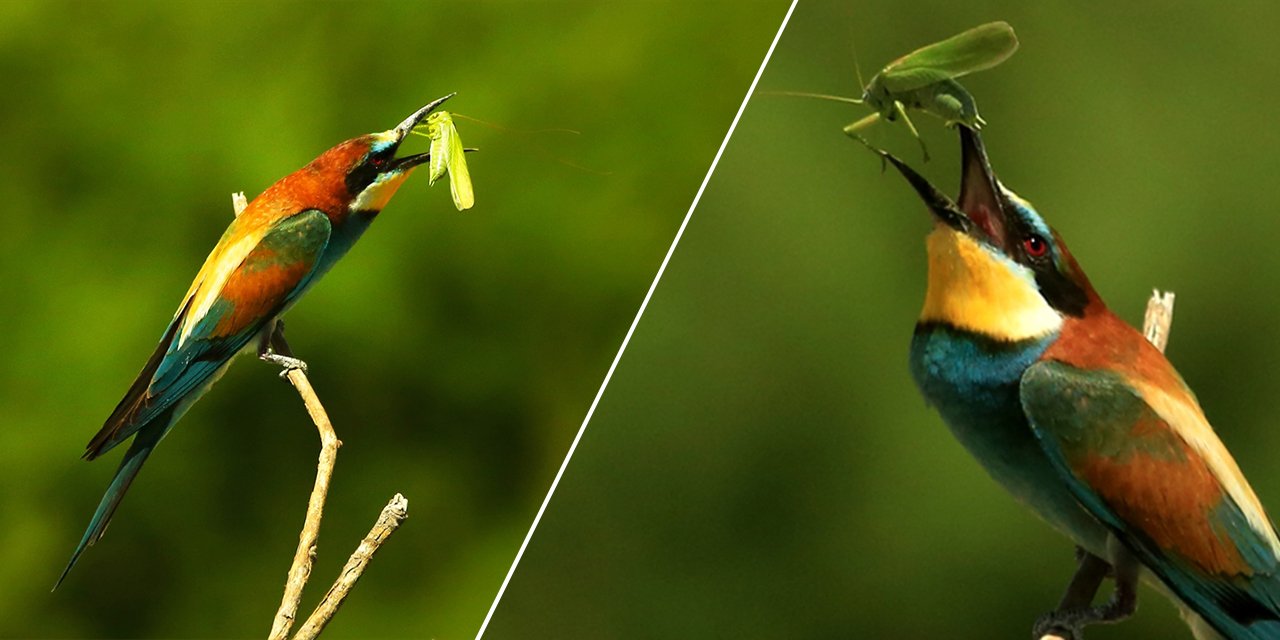 Yazın habercileri döndü! Konya semaları tuvale dönüştü