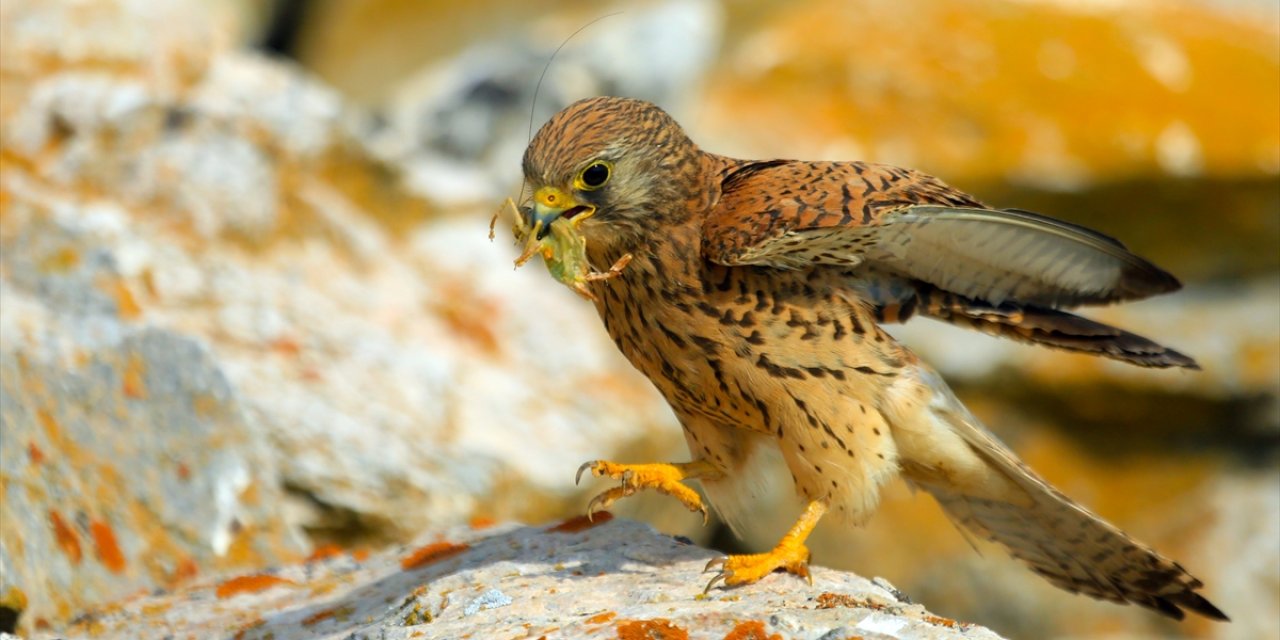 Konya’nın yırtıcı savaşçıları iş başında! Çiftçilerin doğal müttefiki