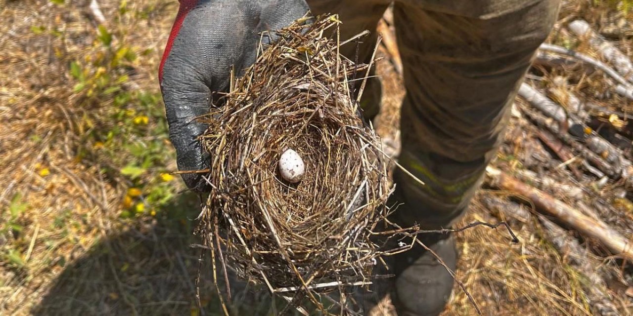 Ormandaki alevlerin arasında umut yumurtası