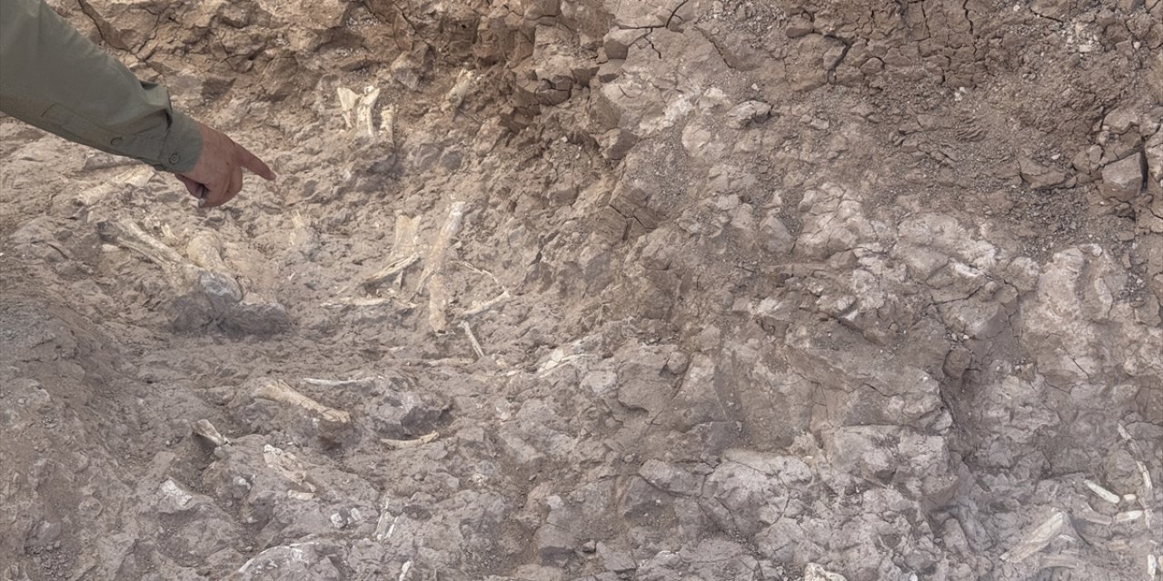 Keçi çobanı 7,7 milyon yıllık hazine buldu