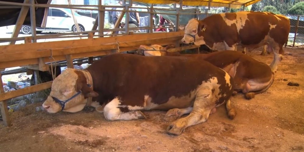 Yeni virüs ortaya çıktı! 81 ildeki tüm hayvan pazarları kapatıldı