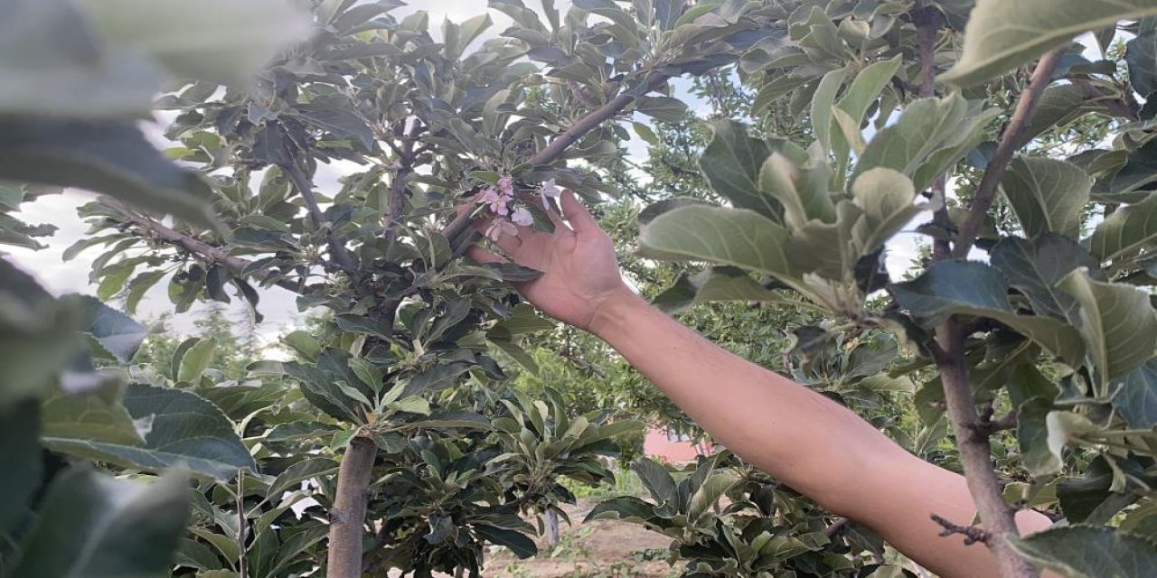 Konya’daki elma ağacında Temmuz sürprizi