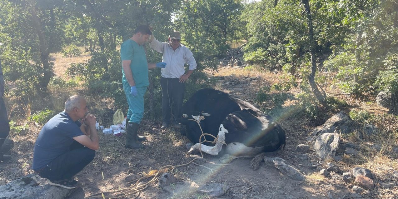 Konya’da kayıp inek için dron havalandı