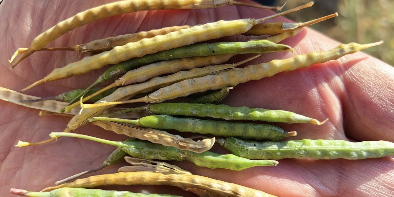 Konya Ovası'nda çiftçiyi zorda bırakan tablo