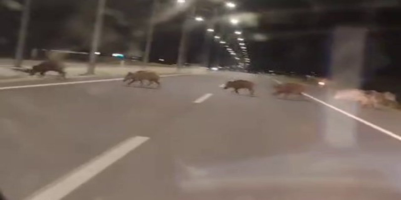 Sürücüler dikkat! Konya'da yaban domuzu sürüsü tehlike saçıyor