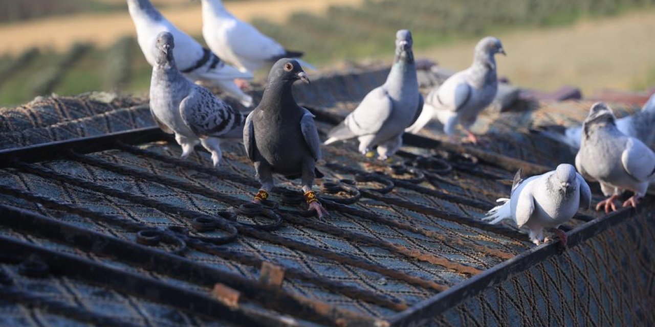 Yumurtadan 4 ayaklı güvercin çıktı