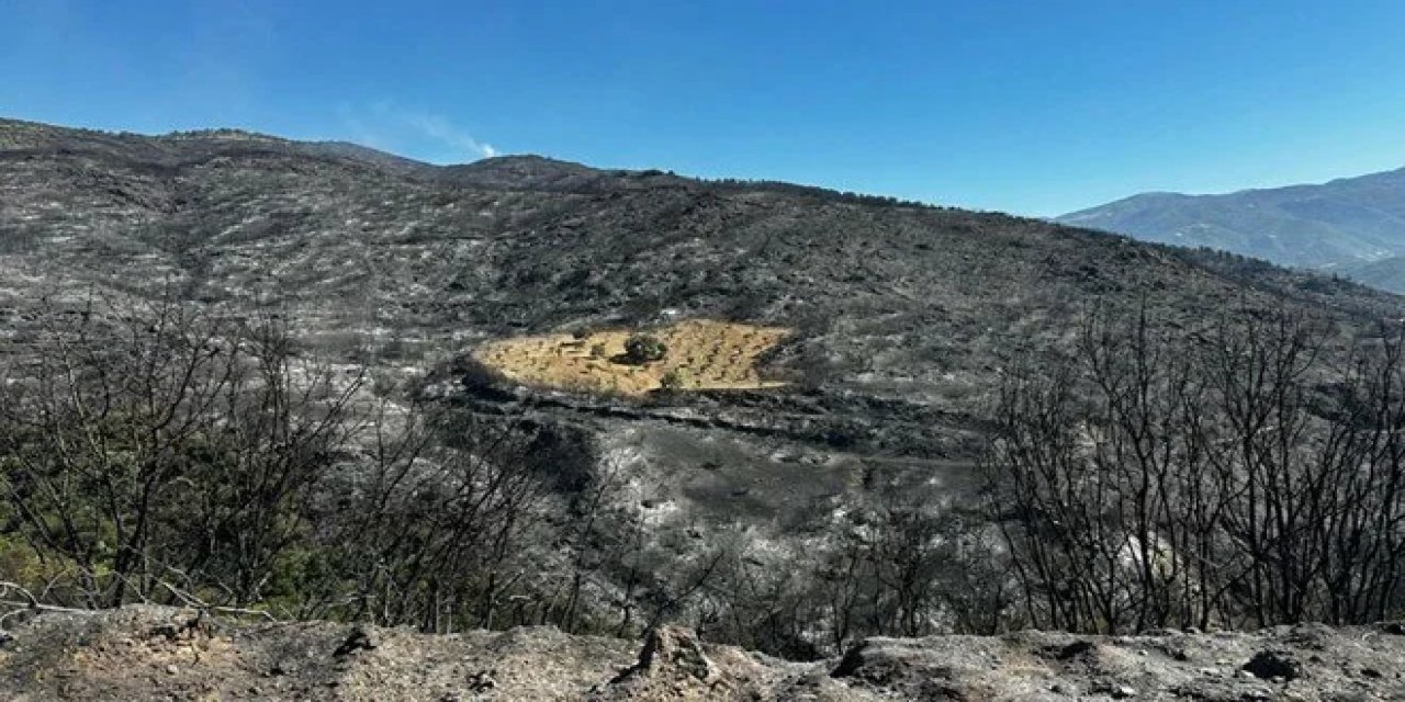 Orman yangınından şaşırtan görüntü! Sadece o bölge yanmadı!