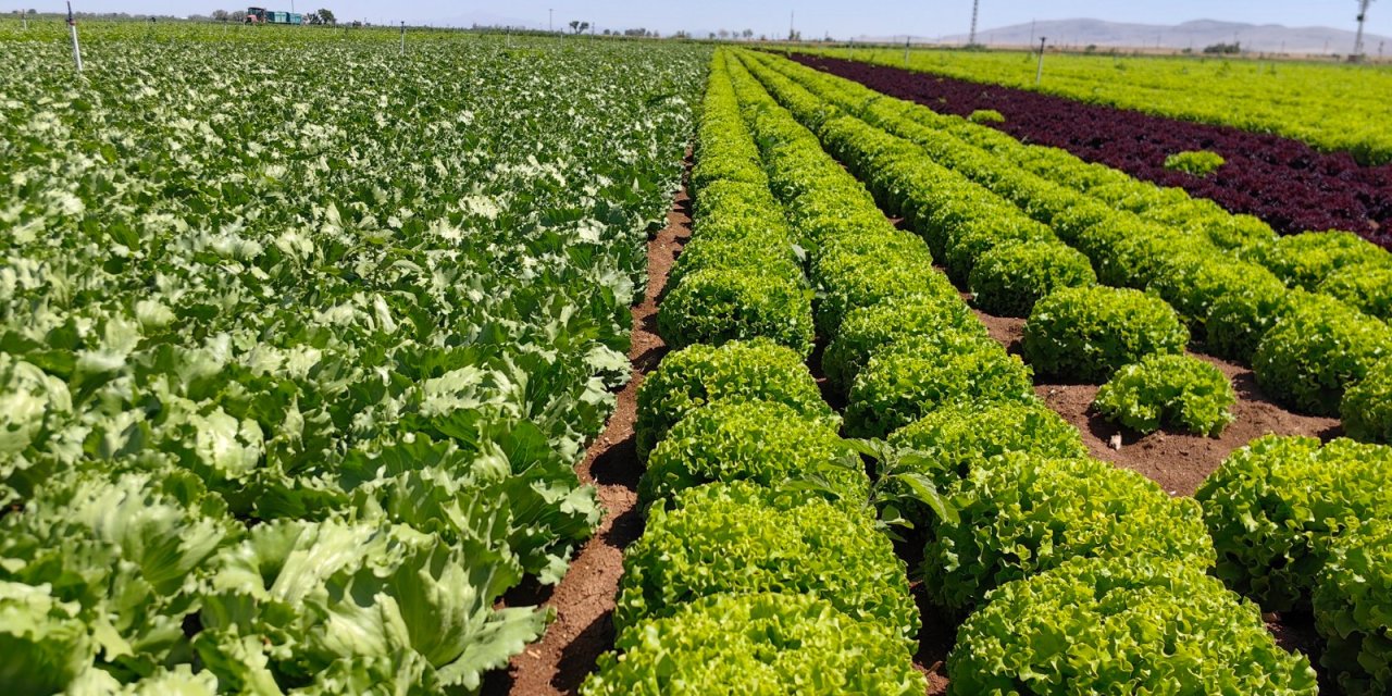 Konya’nın tablo gibi tarlaları bu yıl zarar yazıyor