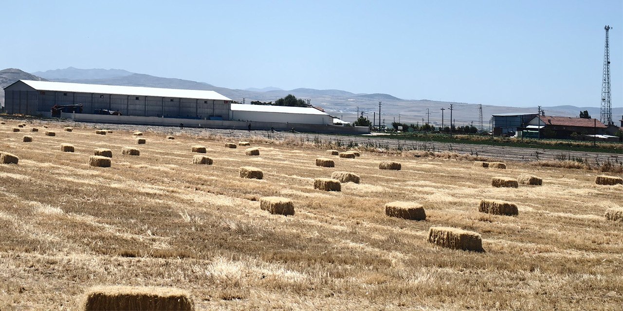 Konya’da kuraklık hububatı vurdu, saman çiftçinin umudu oldu