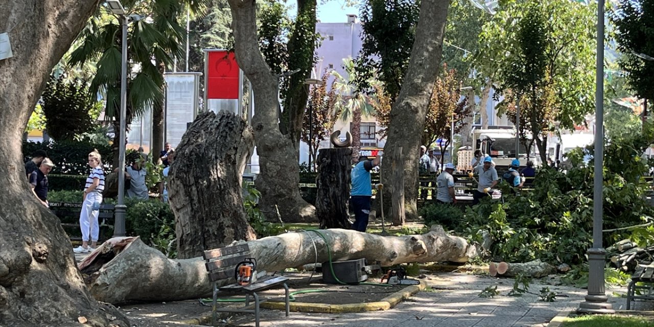 Çınar ağacının dalı kırıldı: 1 ölü, 2 yaralı