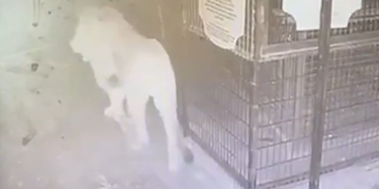 Çiftçiye dehşeti yaşatmıştı! Firari aslanın kaçma anı güvenlik kamerasında