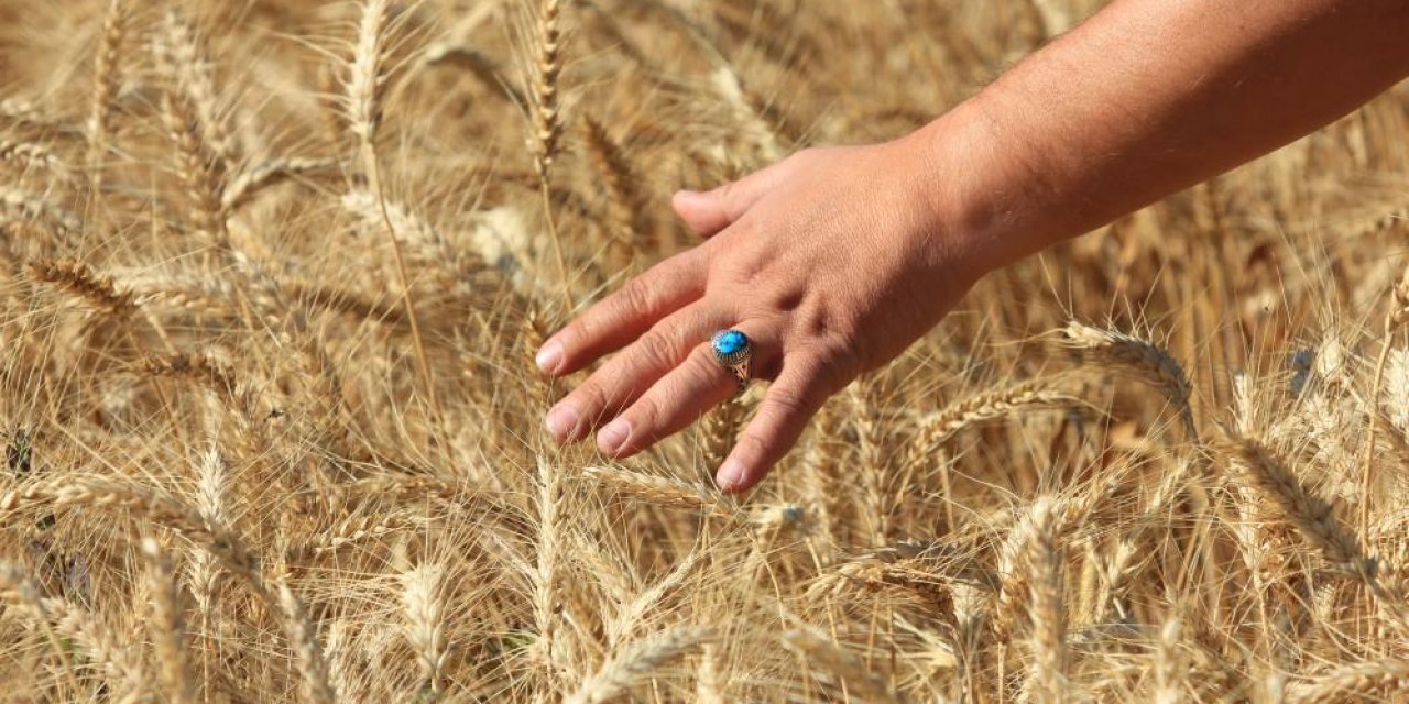 Makarnalık buğday TMO fiyatını yakaladı